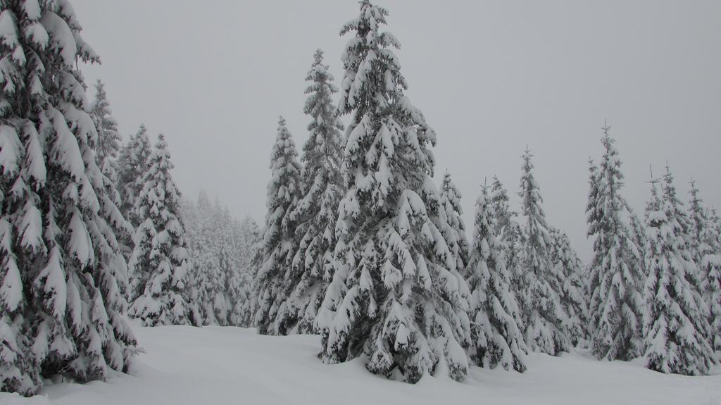 Fewo Harz Haennig 1 Wieda Exterior foto